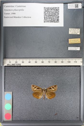Media type: image;   Entomology 137518
